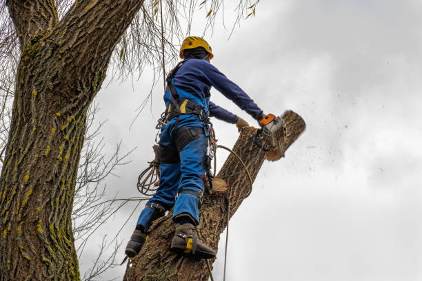 Best Root Management and Removal  in Moa, UT