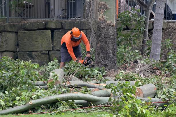 Best Storm Damage Tree Cleanup  in Moa, UT