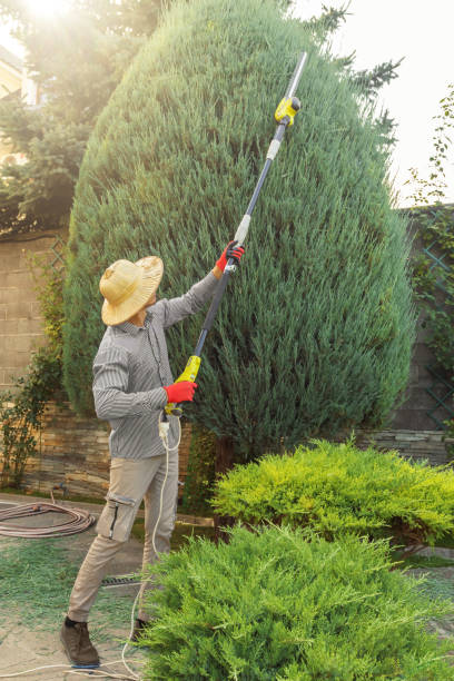 Why Choose Our Tree Removal Services in Moa, UT?